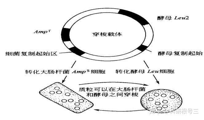 宿主软件和插件_宿主软件哪个好用