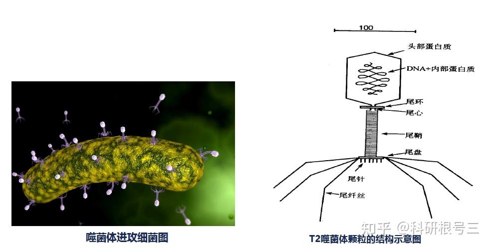 宿主软件和插件_宿主软件哪个好用