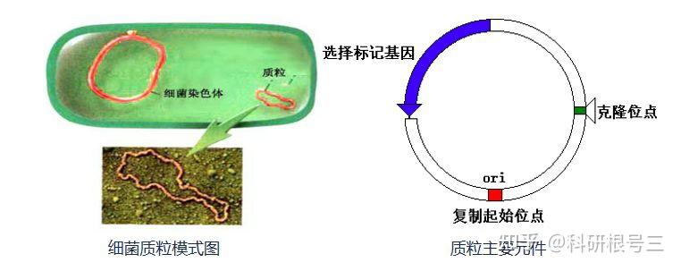 宿主软件和插件_宿主软件哪个好用