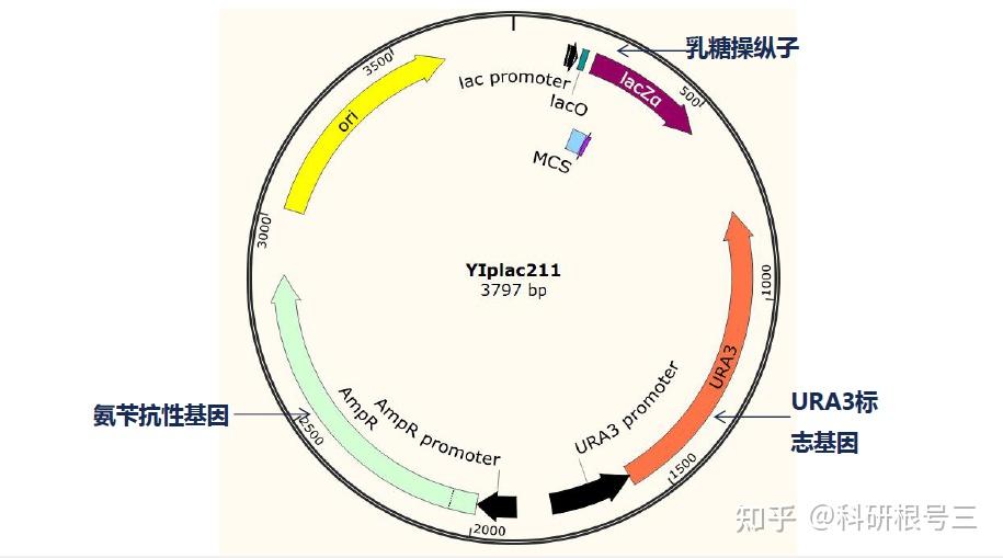 宿主软件和插件_宿主软件哪个好用