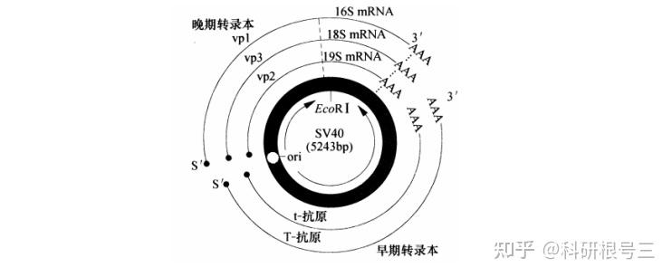 宿主软件和插件_宿主软件哪个好用