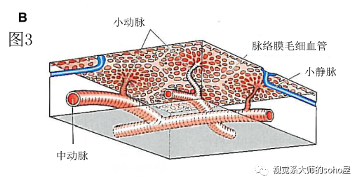 dl250要出新款_dl150和dl250怎么选