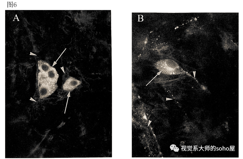 dl250要出新款_dl150和dl250怎么选