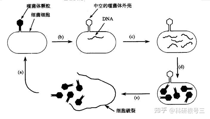 宿主软件和插件_宿主软件哪个好用