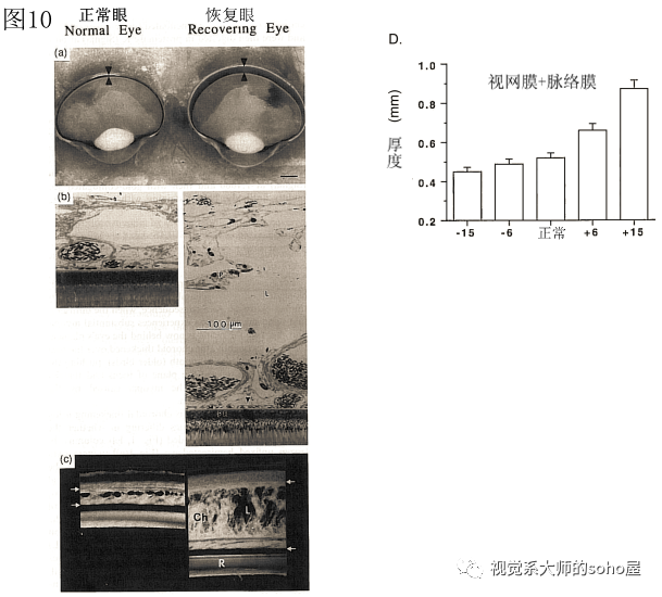 dl250要出新款_dl150和dl250怎么选