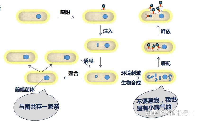 宿主软件和插件_宿主软件哪个好用