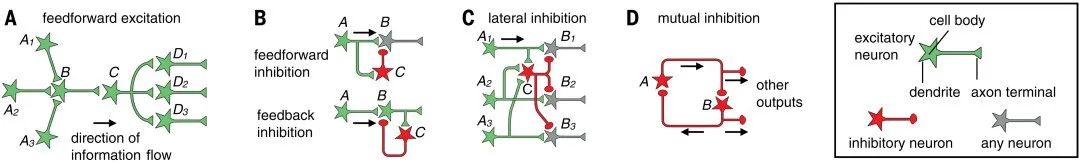 骆利群院士最新Science综述：神经环路架构，激发新的AI