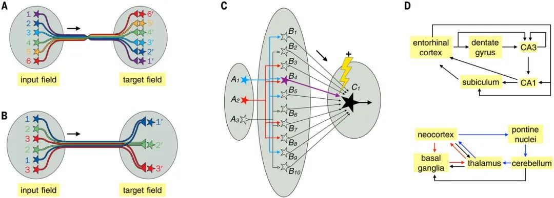 骆利群院士最新Science综述：神经环路架构，激发新的AI