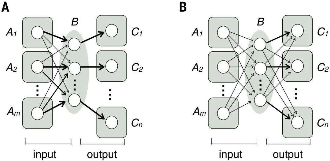 骆利群院士最新Science综述：神经环路架构，激发新的AI