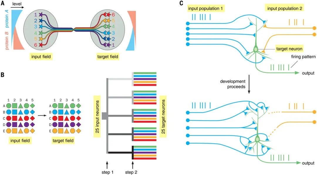 骆利群院士最新Science综述：神经环路架构，激发新的AI